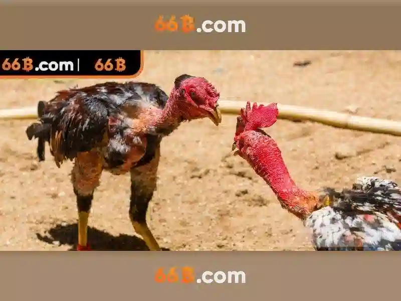 66B - Tham Gia Cá Cược Trực Tuyến Thú Vị Nhận Thưởng Hấp Dẫn - Copyright © 2026 - 66B